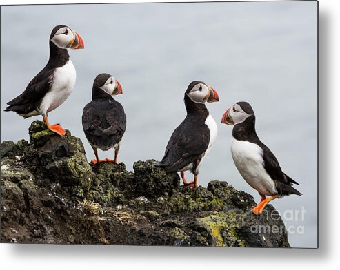 2017 Metal Print featuring the photograph Puffans by Gunnar Orn Arnason