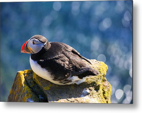 Puffin Metal Print featuring the photograph Puffin by Matthias Hauser