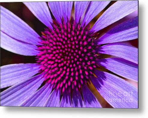 Daisy Metal Print featuring the photograph Purple and Pink Daisy by Amy Lucid