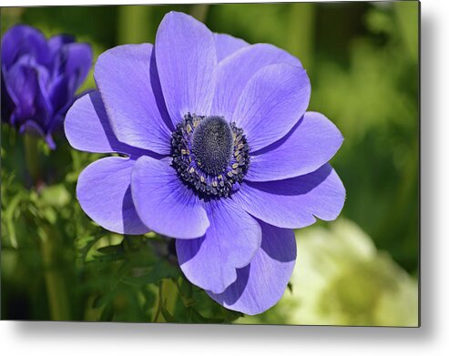 Anemone Metal Print featuring the photograph Purple Anemone by Terence Davis