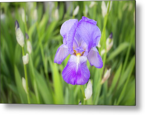Flower Metal Print featuring the photograph Purple Beauty by Tammy Chesney