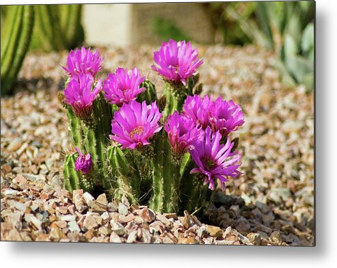 Flowers Metal Print featuring the photograph Purple Cactus Blooms by Bill Barber