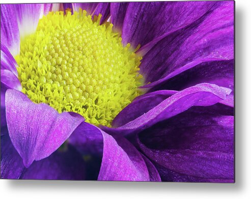 Daisy Metal Print featuring the photograph Purple Daisy in the Garden by Tammy Ray