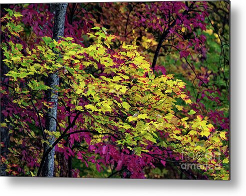 Roaring Fork Metal Print featuring the photograph Purple Gold by Doug Sturgess