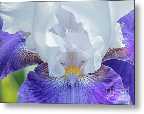 Flower Metal Print featuring the photograph Purple Iris by Craig Leaper