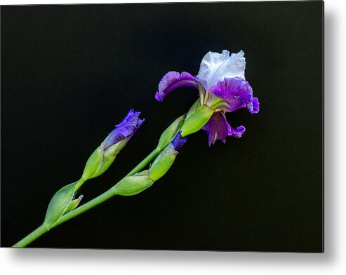 Flowers Metal Print featuring the photograph Purple Iris by Mark Harrington