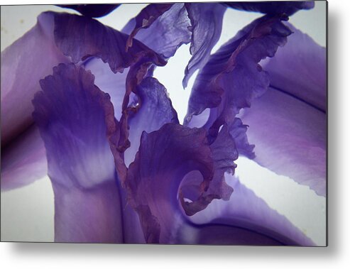 Purple Petals Metal Print featuring the photograph Purple Lace by Bobby Villapando