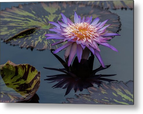 Water Lily Metal Print featuring the photograph Purple Lily by Roni Chastain