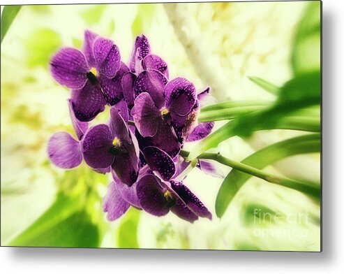 Purple Orchids Metal Print featuring the photograph Purple Orchid by Jeff Breiman