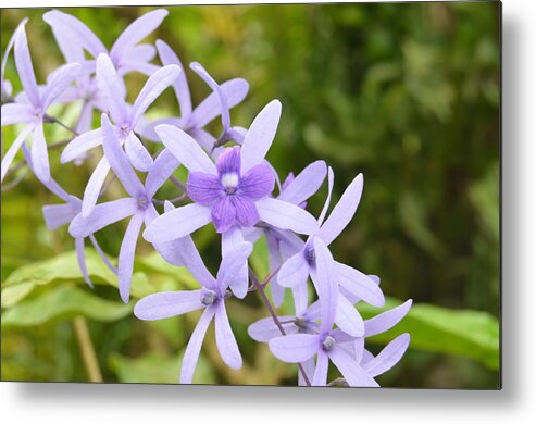 Kauai Metal Print featuring the photograph Purple Orchids 2 by Amy Fose