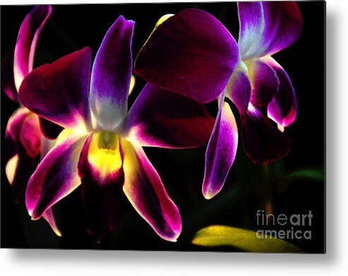 Purple Metal Print featuring the photograph Purple Orchids 2 backlit by David Frederick