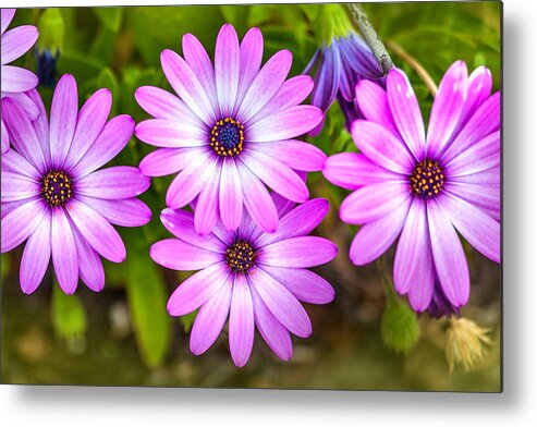 Spring Flowers Metal Print featuring the photograph Purple Pals by Az Jackson