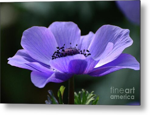 Flowers Metal Print featuring the photograph Purple Poppy Mona Lisa by Cindy Manero