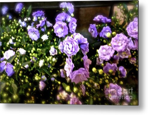 Violet Metal Print featuring the photograph Purple Pretties by Beth Saffer