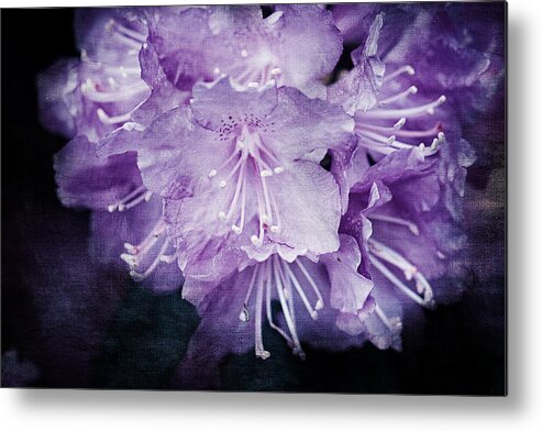 Purple Rhododendron Metal Print featuring the photograph Purple Rhododendron Print by Gwen Gibson