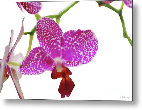 Phalaenopsis Metal Print featuring the photograph Purple Spotted Orchid on White by Heather Kirk