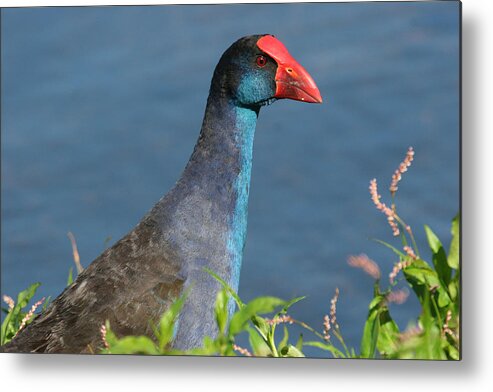 Waders Swamphen Native Australia Bird Metal Print featuring the photograph Purple Swamphen by Tony Brown