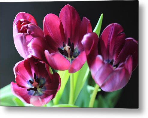 Tulips Metal Print featuring the photograph Magenta Tulips by Tammy Pool