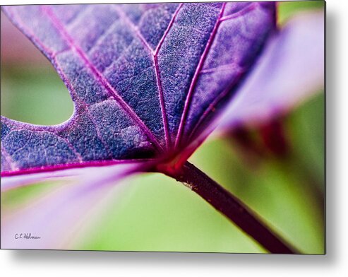 Flora Metal Print featuring the photograph Purple Veins by Christopher Holmes