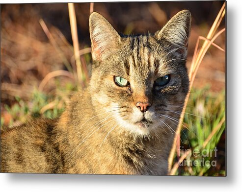 Adrian-deleon Metal Print featuring the photograph Purr-fect Kitty Cat Friend by Adrian De Leon Art and Photography