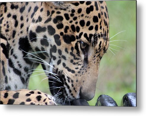 Jaguar Metal Print featuring the photograph Jaguar and Toy by DB Hayes