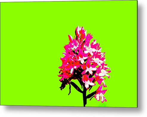 Flowers Metal Print featuring the photograph Green Pyramid Orchid by Richard Patmore