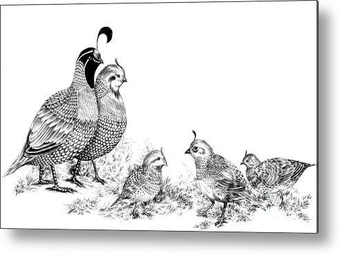 Quail Metal Print featuring the drawing Quail Family Outing by Alice Chen