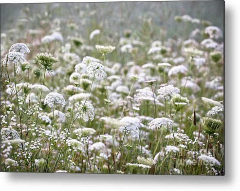 Queen Anne's Lace Metal Print featuring the photograph Queen Anne's Lace Hazy Summer by Angie Rea