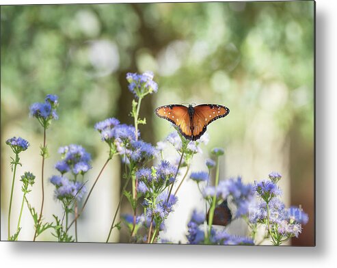 Cathy Alba Metal Print featuring the photograph Queen Butterfly by Cathy Alba