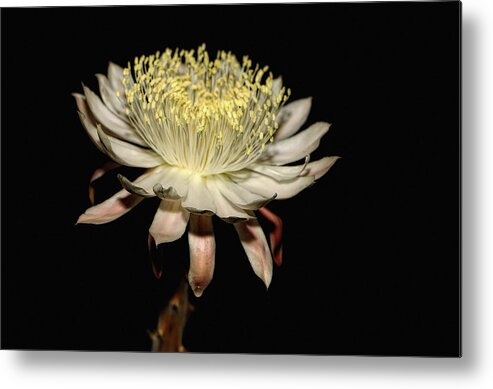 Flowers Metal Print featuring the photograph Queen Of The Night by Elaine Malott