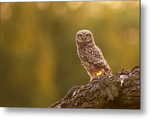 Athene Noctua Metal Print featuring the photograph Qui, moi? Little Owlet in Warm Light by Roeselien Raimond