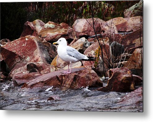 Herring Gull Metal Print featuring the photograph Quiet Time by Debbie Oppermann