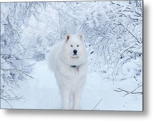 Samoyed Metal Print featuring the photograph Quinn the Mighty Samoyed by Valerie Pond