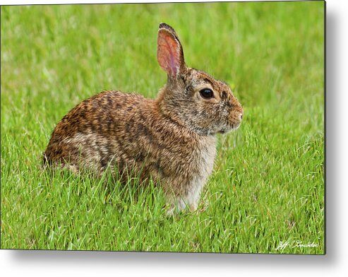 Animal Metal Print featuring the photograph Rabbit in a Grassy Meadow by Jeff Goulden