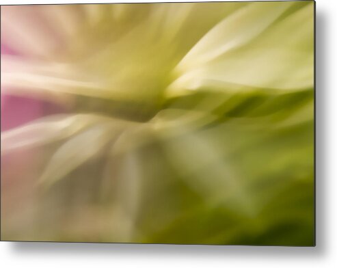 Abstract Metal Print featuring the photograph Radiant Coneflower by Margaret Denny