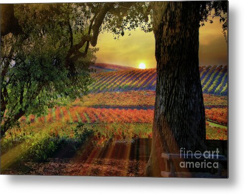 Vineyard Metal Print featuring the photograph Radiant Vineyard by Stephanie Laird