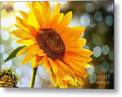Bright Metal Print featuring the photograph Radiant Yellow Sunflower by Judy Palkimas