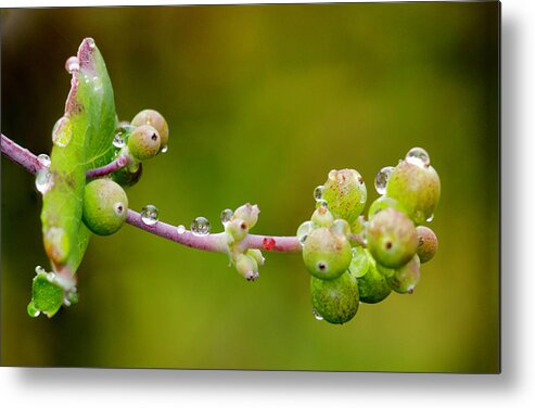 Rain Drop Metal Print featuring the photograph Rain Drops on a Stem by Crystal Wightman