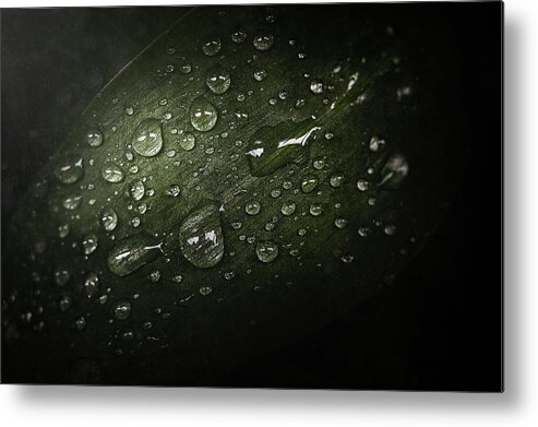 Macro Metal Print featuring the photograph Rain Drops on Leaf by Scott Norris