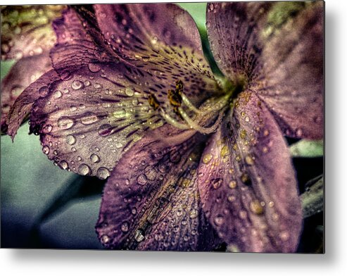 Pink Metal Print featuring the photograph Rain drops on Lily by Lilia D