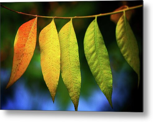 Rainbow Metal Print featuring the digital art Rainbow Leaves by Terry Davis