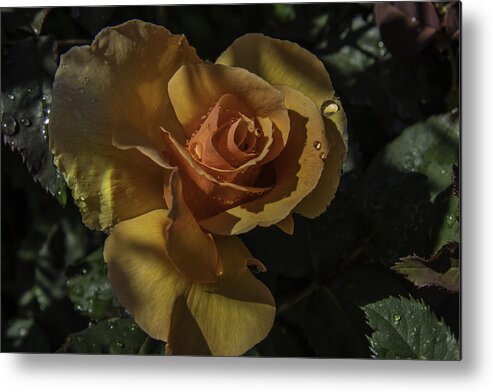 Flower Metal Print featuring the photograph Raindrop Rose by Doug Scrima