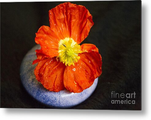 Raindrops Metal Print featuring the photograph Raindrops on Poppy by Jeanette French