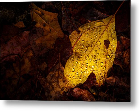 Raindrops Metal Print featuring the photograph Raindrops on the Fallen - ii by Mark Rogers