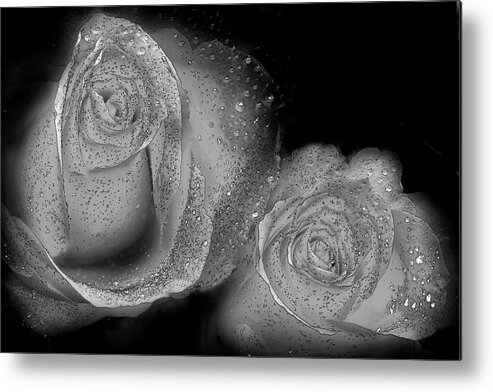 Roses Metal Print featuring the photograph Raindrops by Phyllis Denton