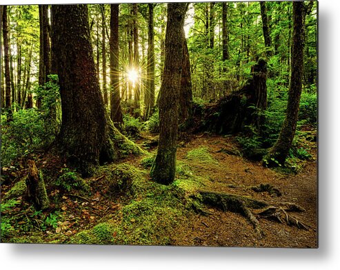 Rainforest Metal Print featuring the photograph Rainforest Path by Chad Dutson