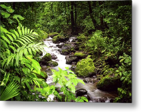 Landscape Metal Print featuring the photograph Rainforest River by David Morefield