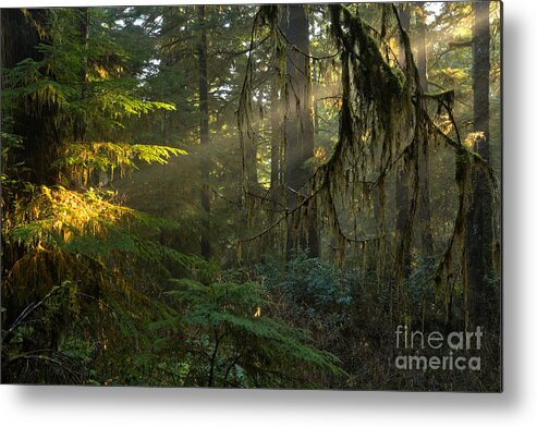 Pacific Rim National Park Metal Print featuring the photograph Rainforest Spotlight by Adam Jewell