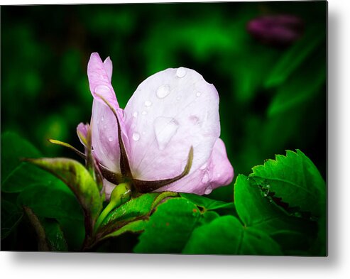 Rose Metal Print featuring the photograph Rainy Day Rose Number 2 by Cathy Mahnke
