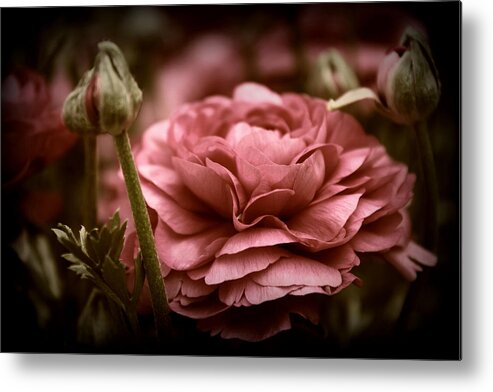 Flower Metal Print featuring the photograph Ranunculus in Bloom #3 by Jessica Jenney